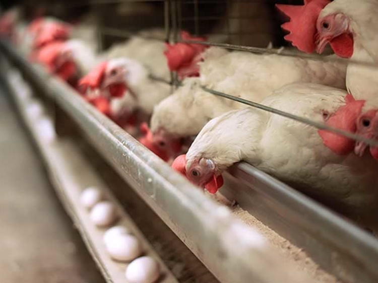 نظارت بهداشتی دامپزشکی طرقبه و شاندیز بر تولید روزانه ۶۰ تن تخم مرغ خوراکی 